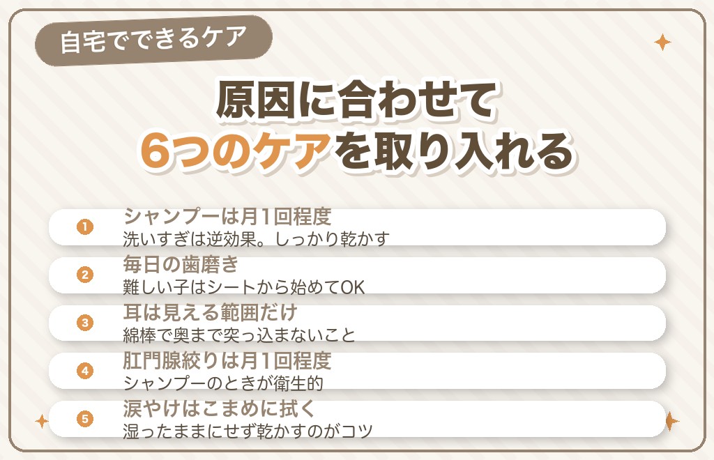 トイプードルの臭い対策【自宅でできること】