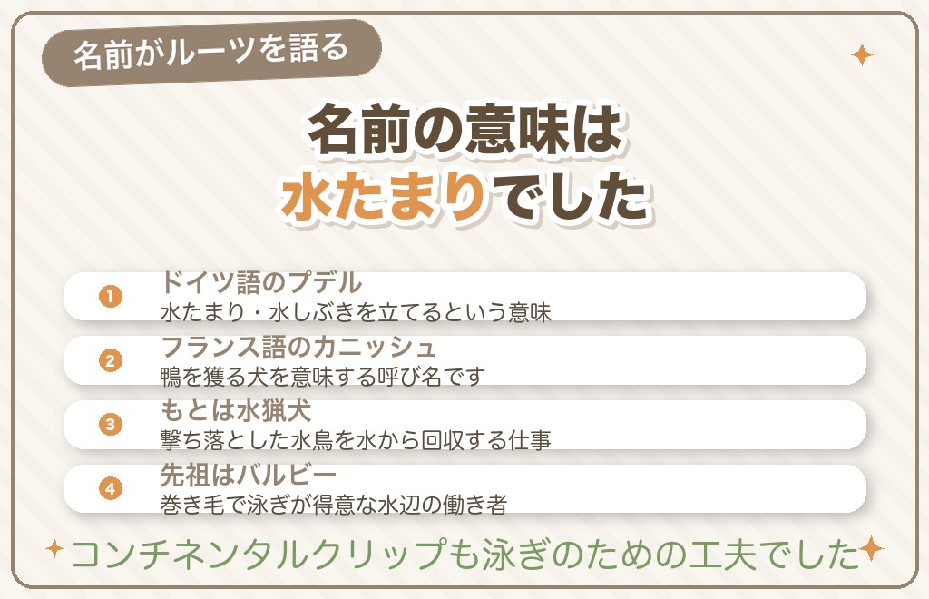 トイプードルのルーツ｜名前の由来とプードルの歴史