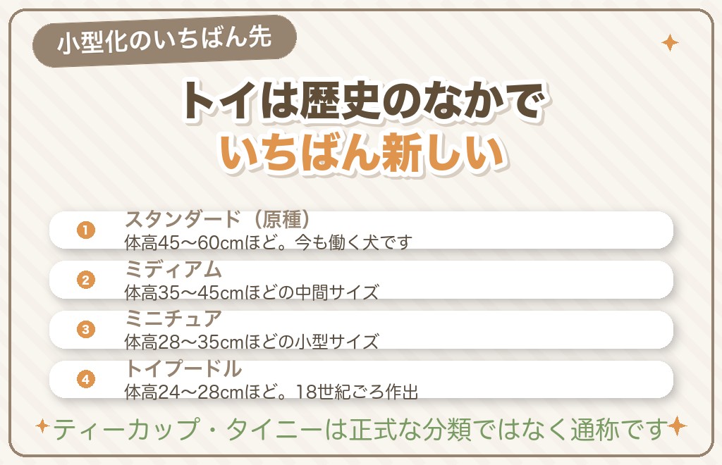 トイプードルの誕生｜プードルのサイズ4分類から