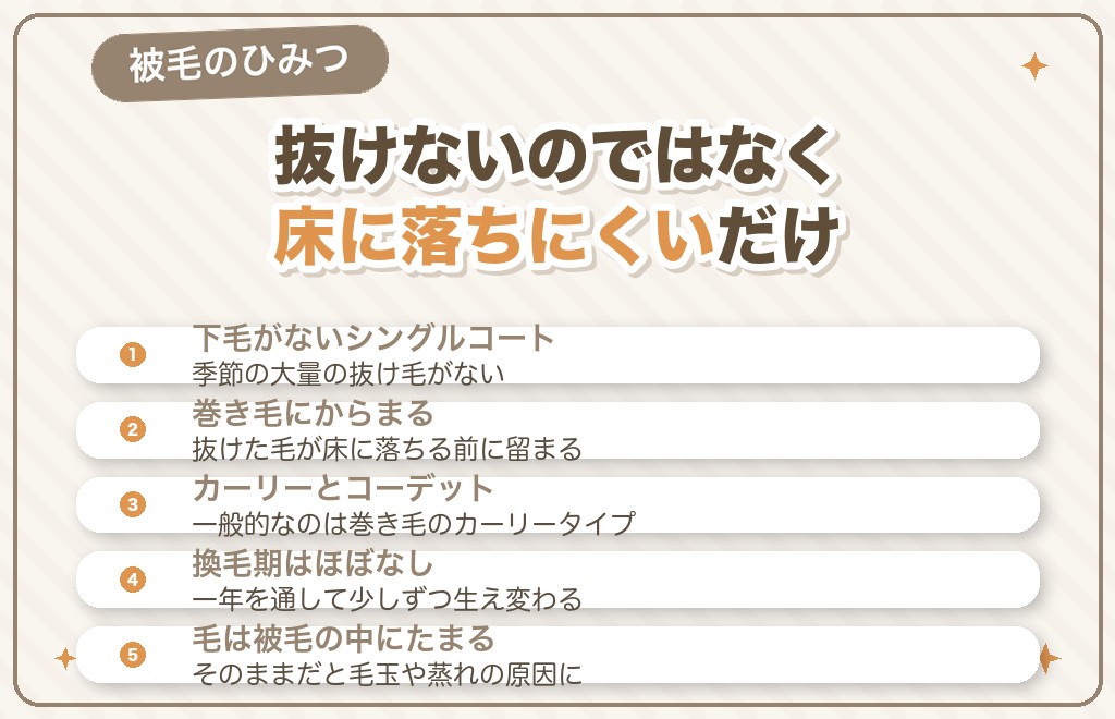 トイプードルの被毛の特徴と抜け毛の仕組み