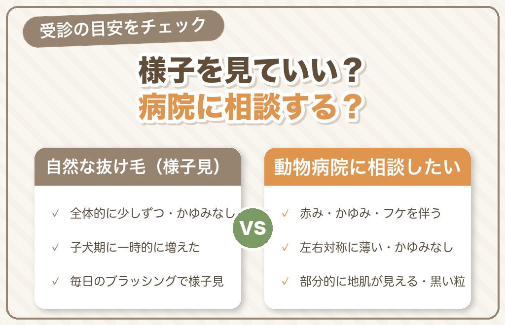 抜け毛が増えたときのセルフチェックと動物病院の目安
