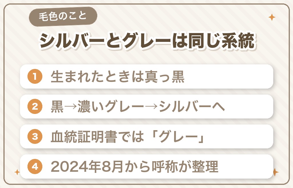 トイプードルのシルバーはどんな毛色?グレーとの違い