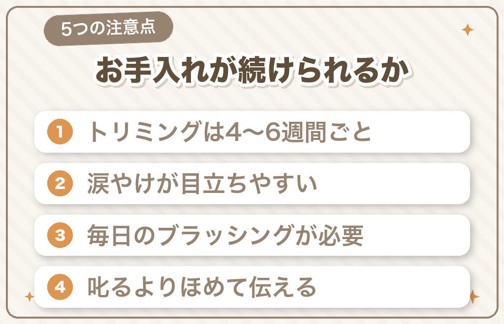 シルバーのトイプードルを迎えるとき気をつけたい5つのこと