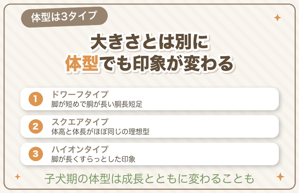 トイプードルの体型は3種類（ドワーフ・スクエア・ハイオン）