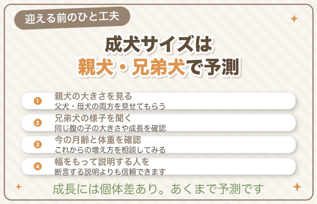 トイプードルの成犬の大きさはどう予測する？子犬選びのポイント